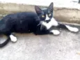 Gatos Castrados