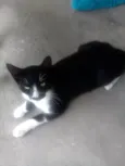 Gatos Castrados