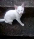 Gatos Castrados