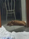 Koda