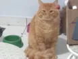 Koda