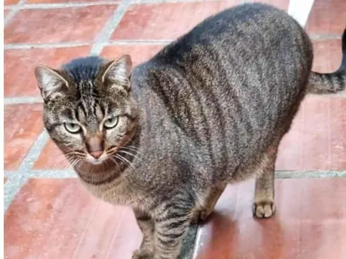 Gato ra a SRD-ViraLata idade 2 anos nome Gatos Castrados