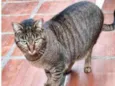 Gatos Castrados