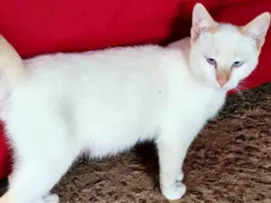 Gato raça SRD-ViraLata idade 1 ano nome Machos Castrados