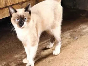 Gato raça SRD-ViraLata idade 1 ano nome Macho Castrado