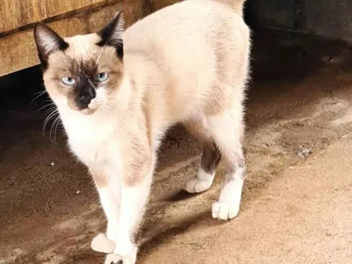 Gato ra a SRD-ViraLata idade 1 ano nome Macho Castrado