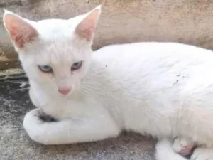 Gato raça SRD-ViraLata idade 1 ano nome Gatos Castrados