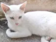 Gatos Castrados