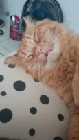 Koda