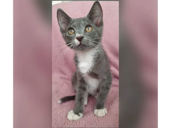 Gato ra a SRD-ViraLata idade Abaixo de 2 meses nome Jack