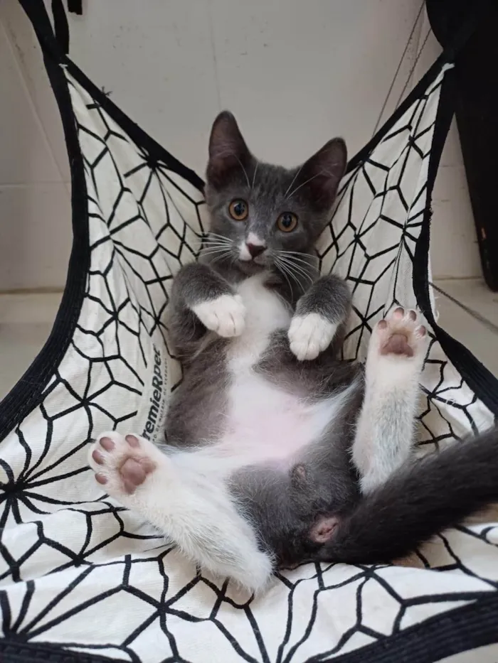 Gato ra a SRD-ViraLata idade Abaixo de 2 meses nome Jack