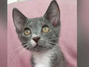 Gato raça SRD-ViraLata idade Abaixo de 2 meses nome Jack