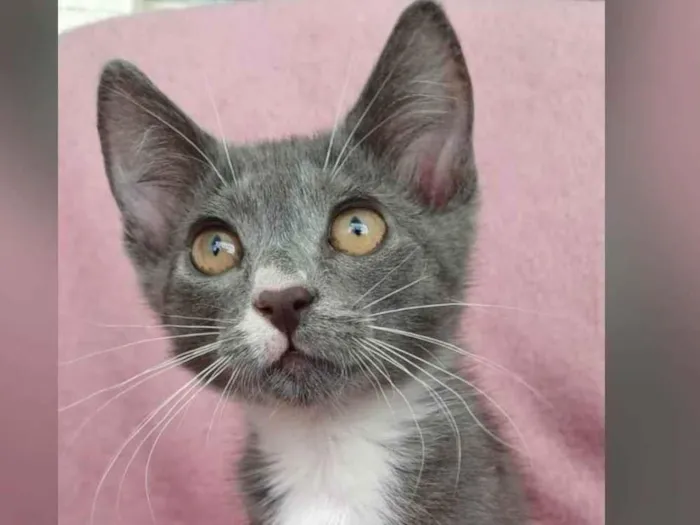 Gato ra a SRD-ViraLata idade Abaixo de 2 meses nome Jack