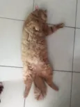 Koda