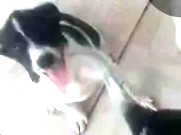 Cachorro ra a Srd idade 2 a 6 meses nome Sem nome