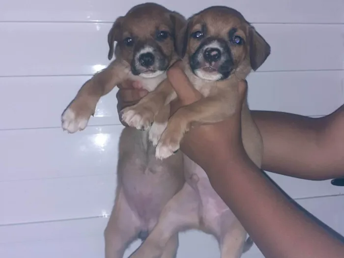 Cachorro ra a Pit-Bull com vira lata idade Abaixo de 2 meses nome Safira e thor