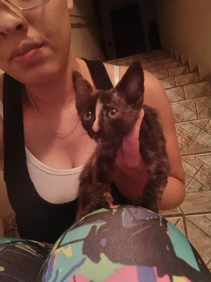 Gato ra a SRD-ViraLata idade 2 a 6 meses nome Não dei nome 