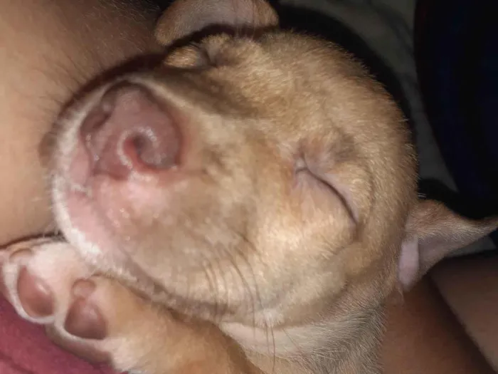 Cachorro ra a Pit-Bull com vira lata idade Abaixo de 2 meses nome Pérola 