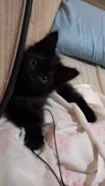 Pretinha