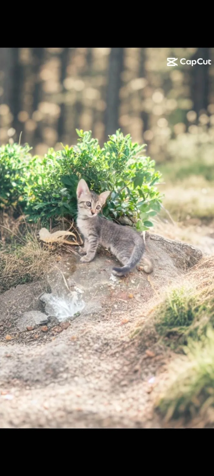 Gato ra a  idade Abaixo de 2 meses nome Gatinho filhote 