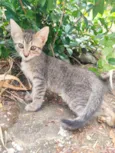 Gatinho filhote