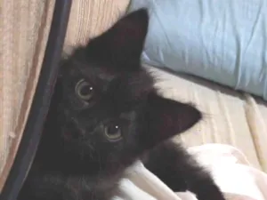 Gato raça SRD-ViraLata idade Abaixo de 2 meses nome Pretinha