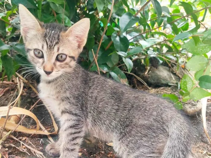 Gato ra a  idade Abaixo de 2 meses nome Gatinho filhote 