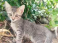 Gatinho filhote