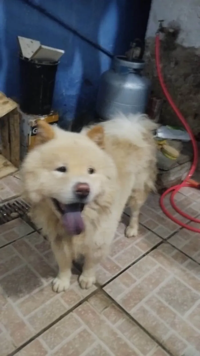 Cachorro ra a Chow Chow  idade 2 anos nome Ducke