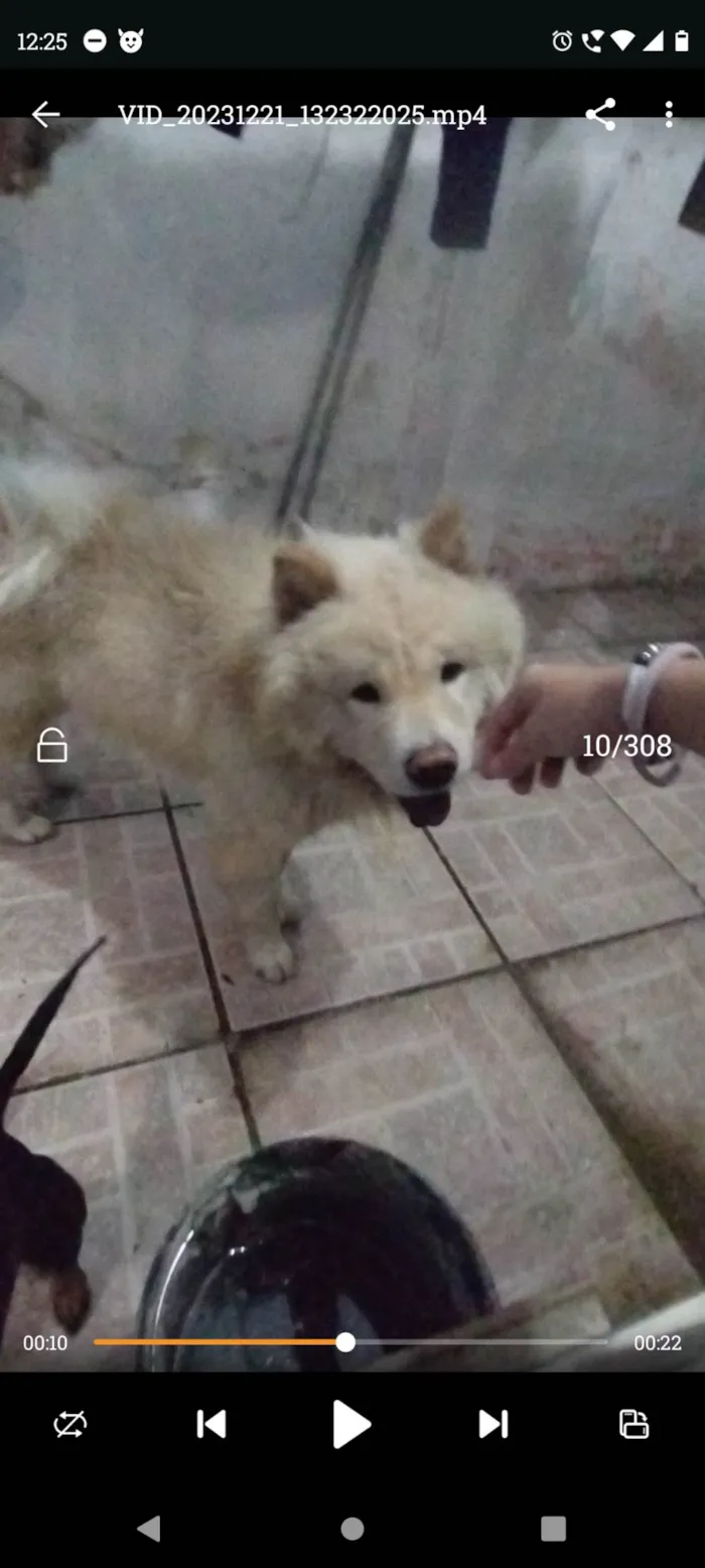 Cachorro ra a Chow Chow  idade 2 anos nome Ducke