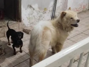 Cachorro raça Chow Chow  idade 2 anos nome Ducke