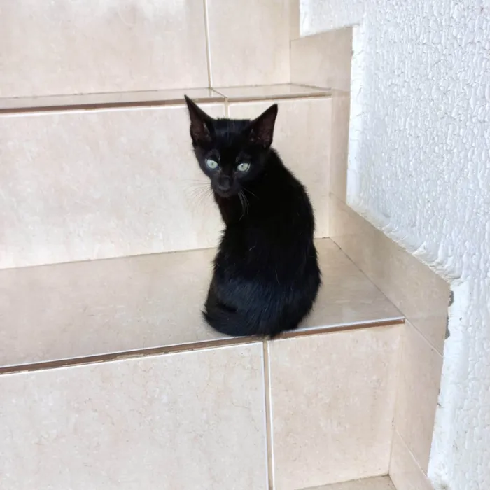 Gato ra a SRD-ViraLata idade 2 a 6 meses nome Sushi bb2meses 