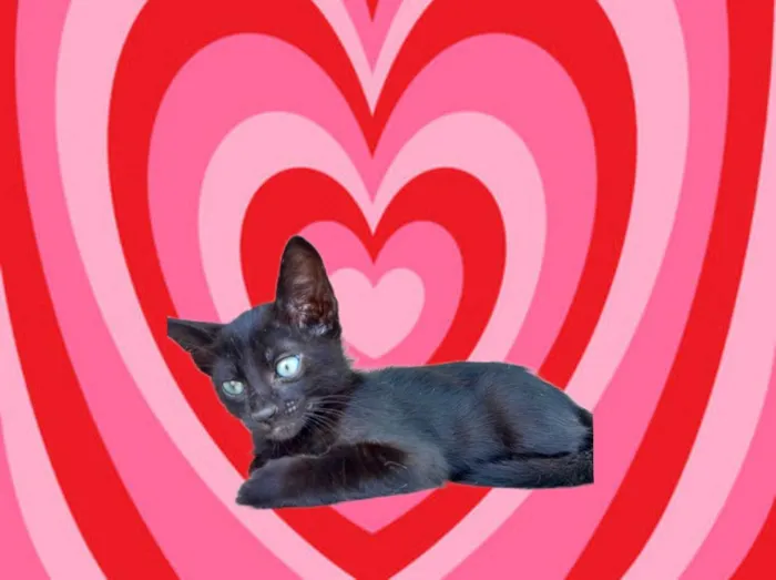 Gato ra a SRD-ViraLata idade 2 a 6 meses nome Sushi bb2meses 
