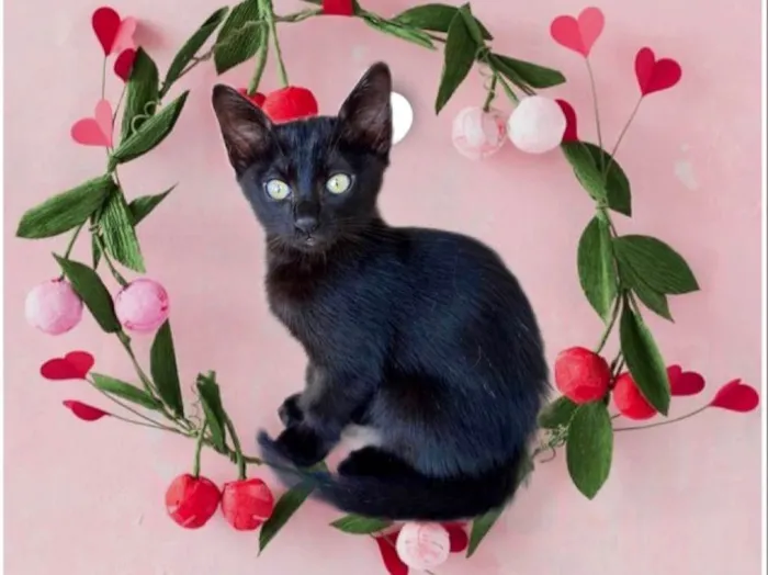 Gato ra a SRD-ViraLata idade 2 a 6 meses nome Sushi bb2meses 