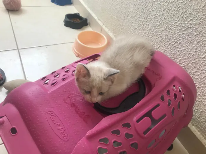 Gato ra a SRD-ViraLata idade 2 a 6 meses nome Bubby bb2meses 