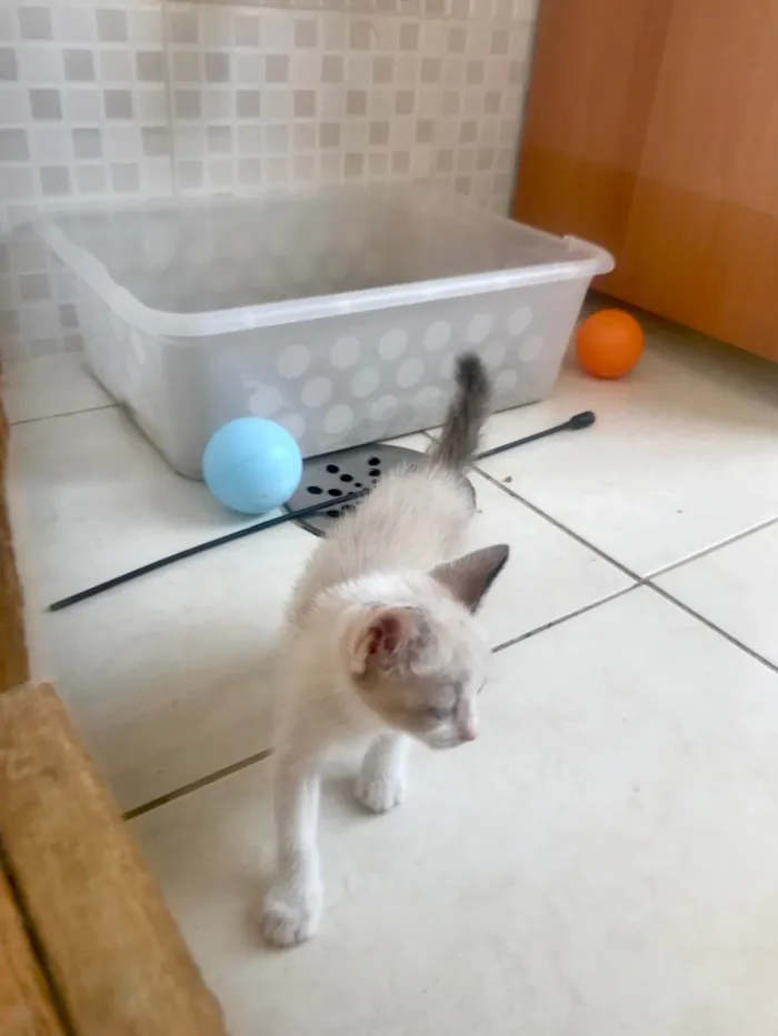 Gato ra a SRD-ViraLata idade 2 a 6 meses nome Bubby bb2meses 