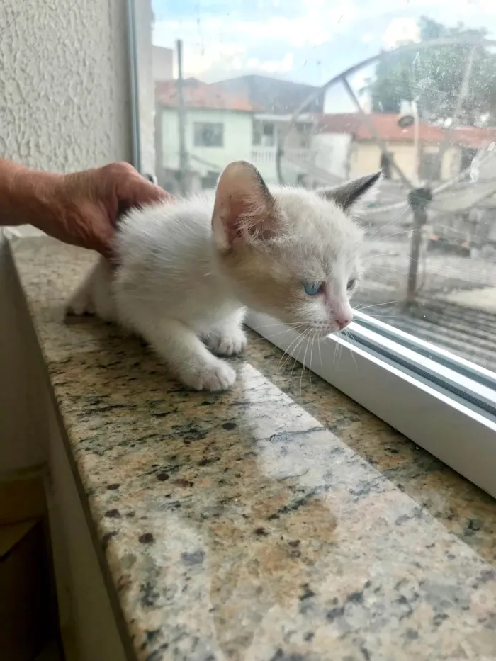 Gato ra a SRD-ViraLata idade 2 a 6 meses nome Bubby bb2meses 