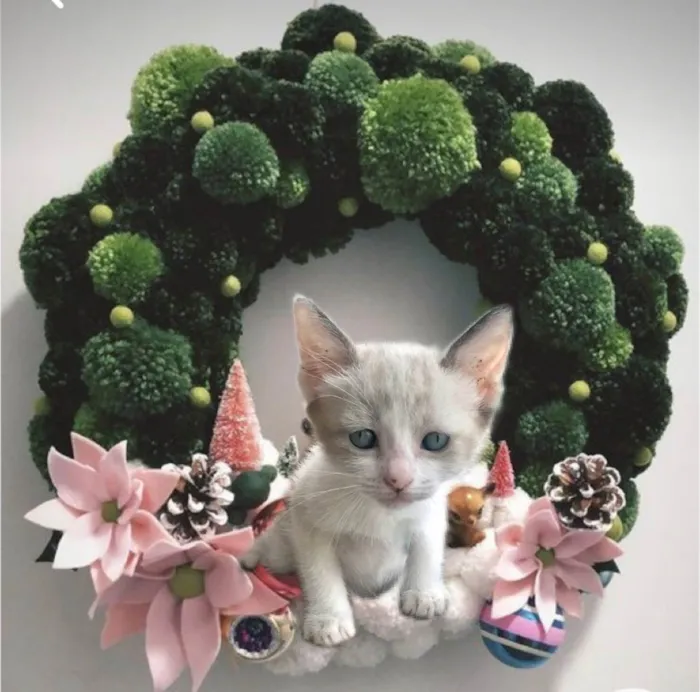 Gato ra a SRD-ViraLata idade 2 a 6 meses nome Bubby bb2meses 