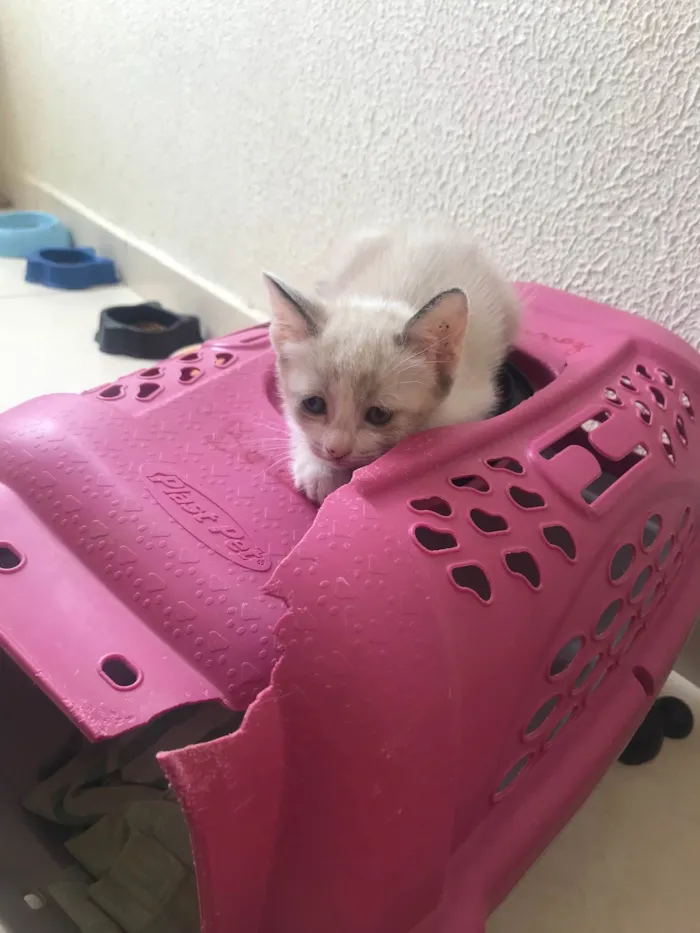 Gato ra a SRD-ViraLata idade 2 a 6 meses nome Bubby bb2meses 