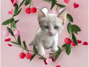 Gato raça SRD-ViraLata idade 2 a 6 meses nome Bubby bb2meses 