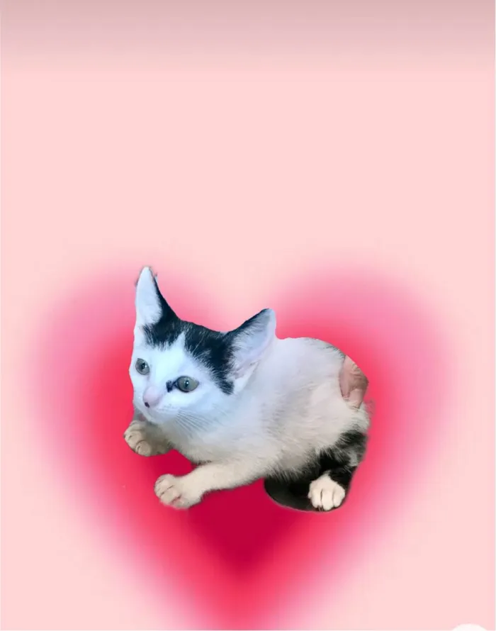 Gato ra a SRD-ViraLata idade 2 a 6 meses nome Mio bb2meses Linda 