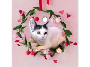 Gato raça SRD-ViraLata idade 2 a 6 meses nome Mio bb2meses Linda 