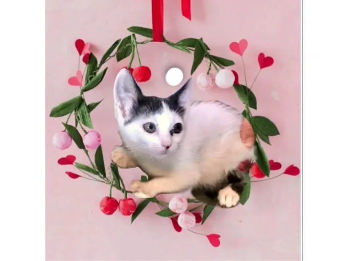 Gato ra a SRD-ViraLata idade 2 a 6 meses nome Mio bb2meses Linda 