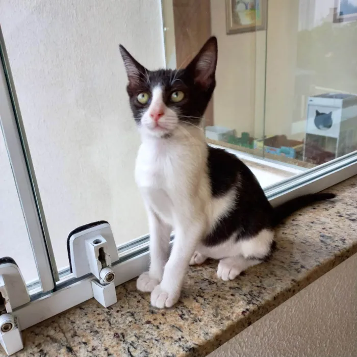 Gato ra a SRD-ViraLata idade 2 a 6 meses nome Amélie bb2meses