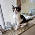 Amélie bb2meses