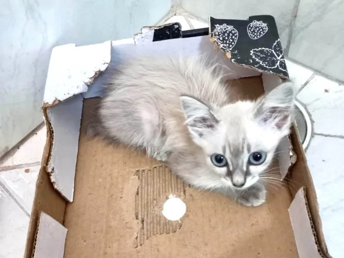 Gato ra a SRD-ViraLata idade 2 a 6 meses nome Ronron bb2meses lindo 