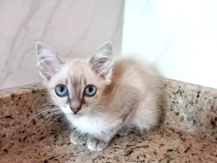 Gato ra a SRD-ViraLata idade 2 a 6 meses nome Ronron bb2meses lindo 