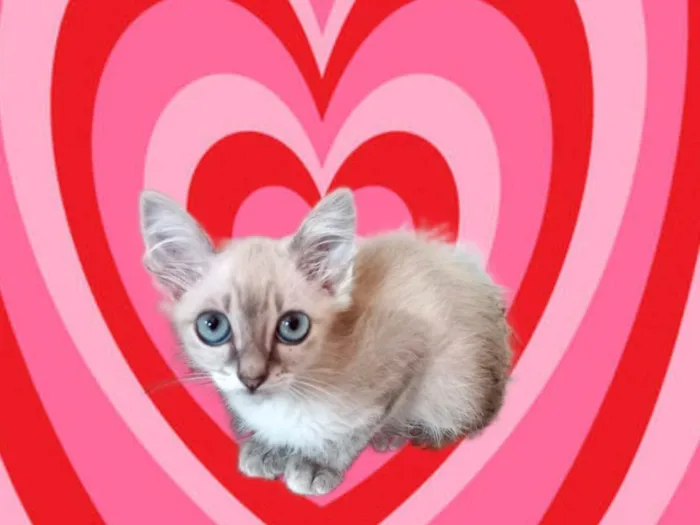 Gato ra a SRD-ViraLata idade 2 a 6 meses nome Ronron bb2meses lindo 