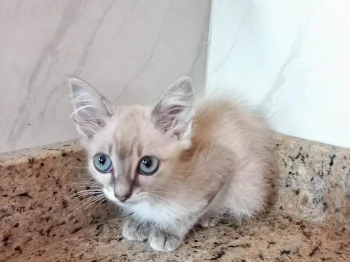 Gato ra a SRD-ViraLata idade 2 a 6 meses nome Ronron bb2meses lindo 