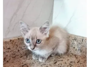 Gato raça SRD-ViraLata idade 2 a 6 meses nome Ronron bb2meses lindo 